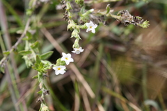 Heliotropium supinum
